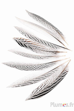 Fagiano argentato 2. scelta - 29-34 cm - bianco-nero-naturale